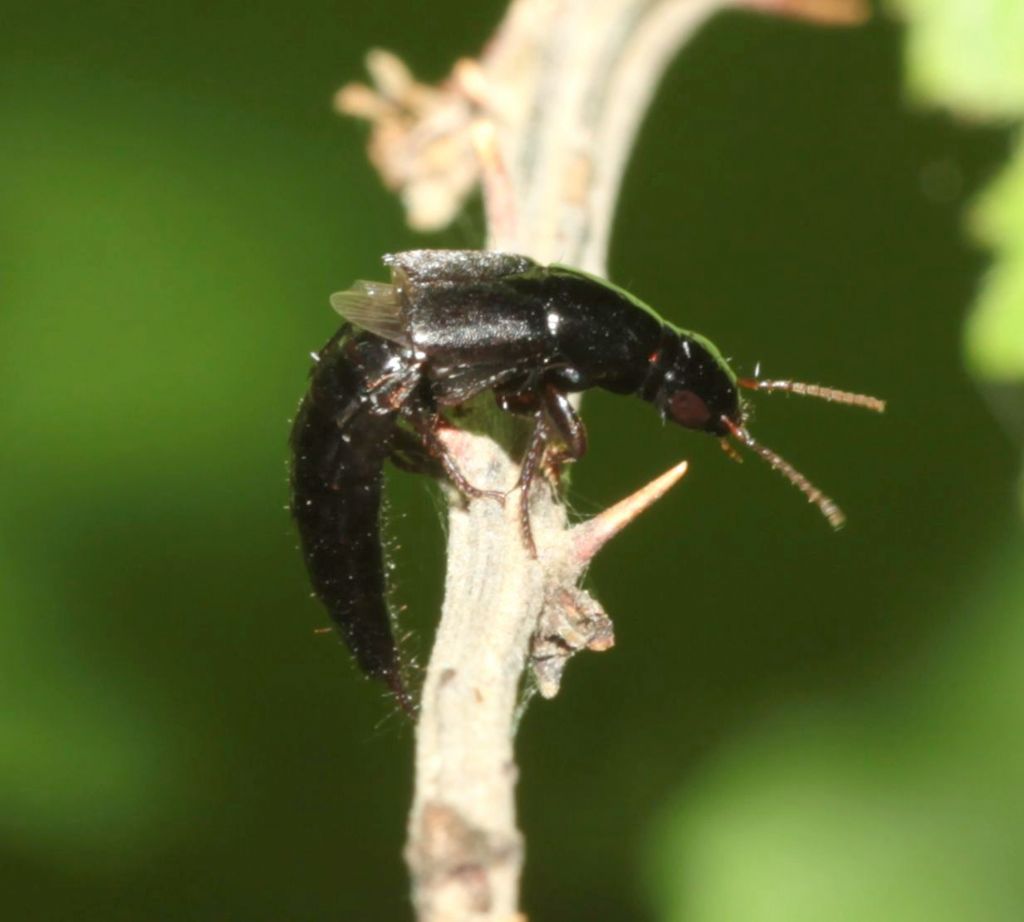 Staphylinidae: Ocypus sp.? No Quedius sp.